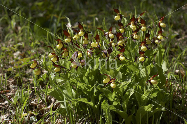 Lady’s slipper (Cypripedium calceolus)