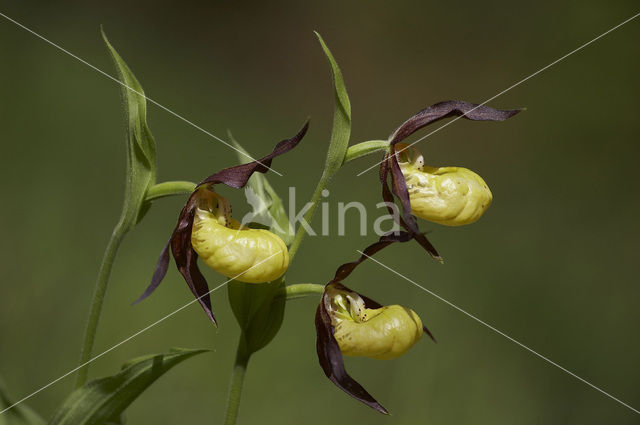 Lady’s slipper (Cypripedium calceolus)