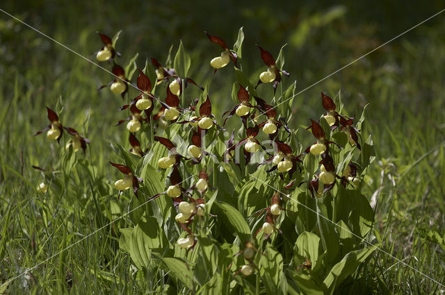 Lady’s slipper (Cypripedium calceolus)