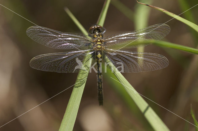 White-faced Darter (Leucorrhinia dubia)