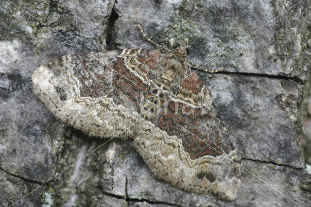 Dark-barred Twin-spot Carpet (Xanthorhoe ferrugata