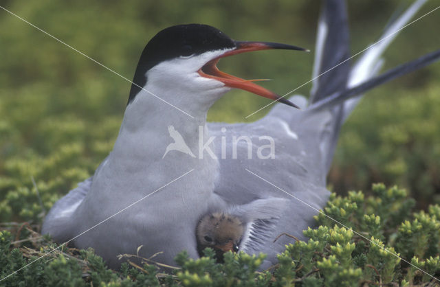 Common Tern (Sterna hirundo)