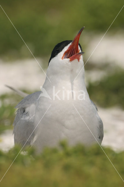 Common Tern (Sterna hirundo)