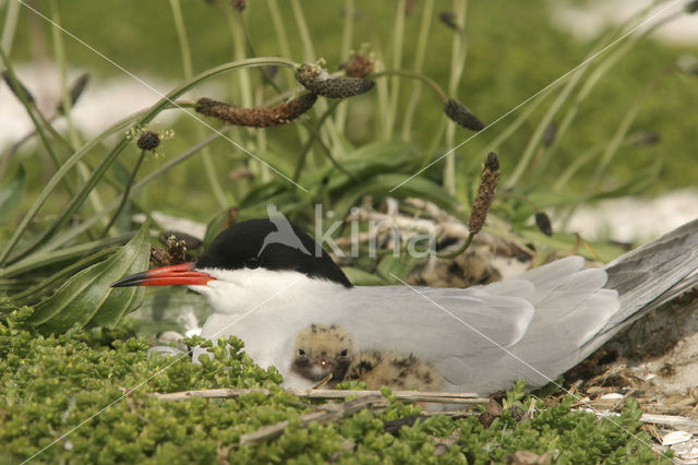 Common Tern (Sterna hirundo)