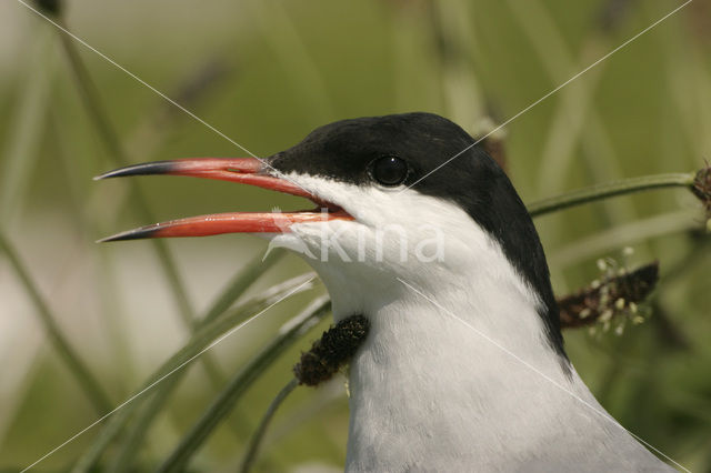 Common Tern (Sterna hirundo)