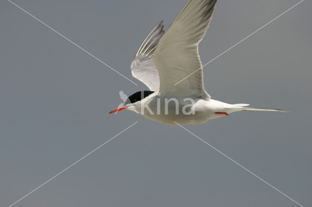 Common Tern (Sterna hirundo)