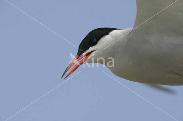 Common Tern (Sterna hirundo)