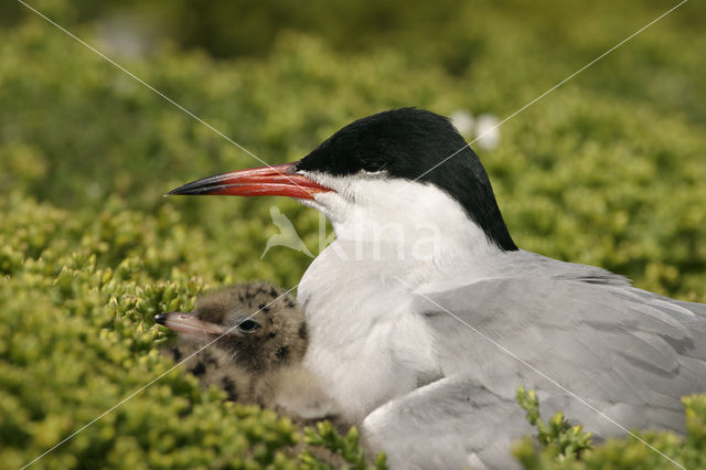 Common Tern (Sterna hirundo)