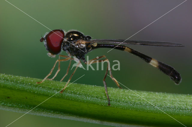 Hoverfly (Baccha elongata)