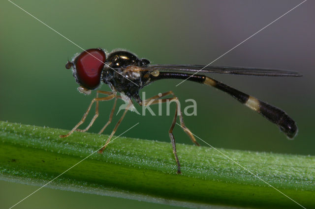 Vliegende speld (Baccha elongata)
