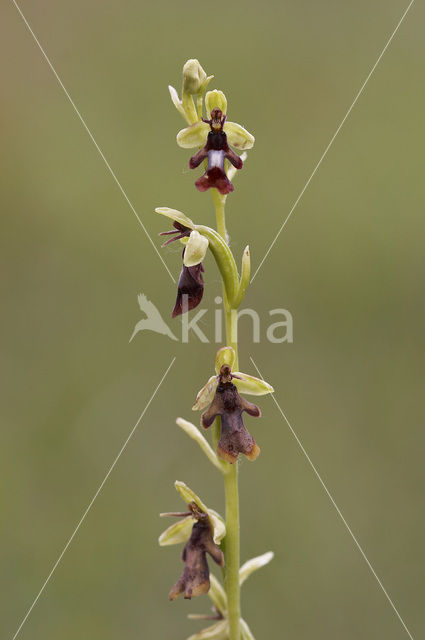 Vliegenorchis (Ophrys insectifera)