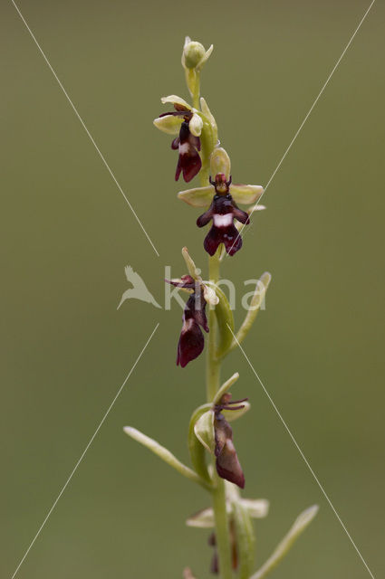 Fly Orchid (Ophrys insectifera)