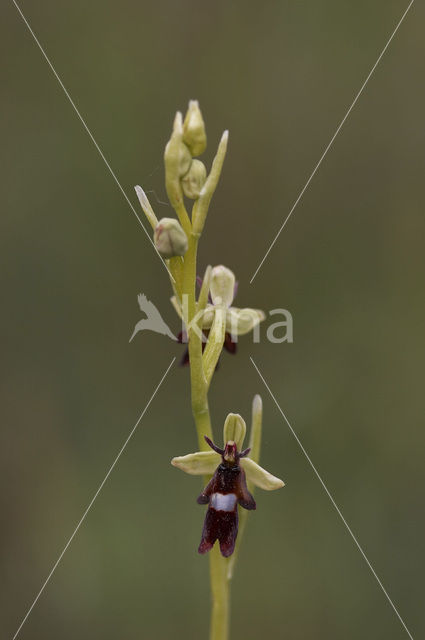 Vliegenorchis (Ophrys insectifera)