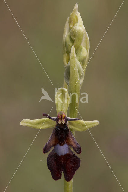 Vliegenorchis (Ophrys insectifera)