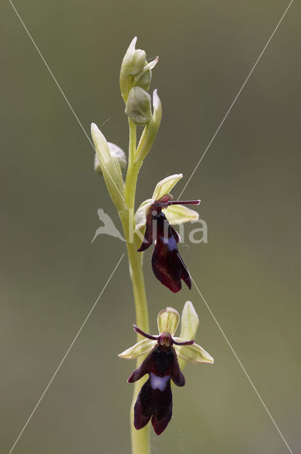 Vliegenorchis (Ophrys insectifera)