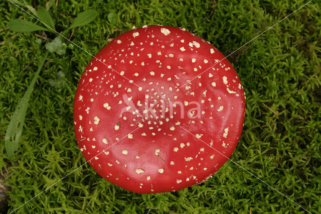 Fly agaric (Amanita muscaria)