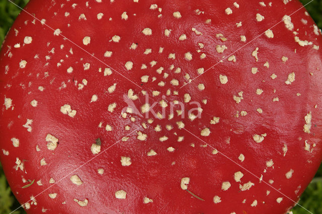 Fly agaric (Amanita muscaria)