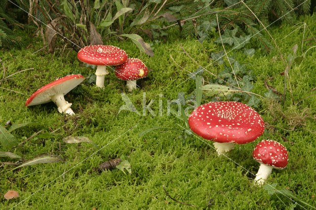 Fly agaric (Amanita muscaria)