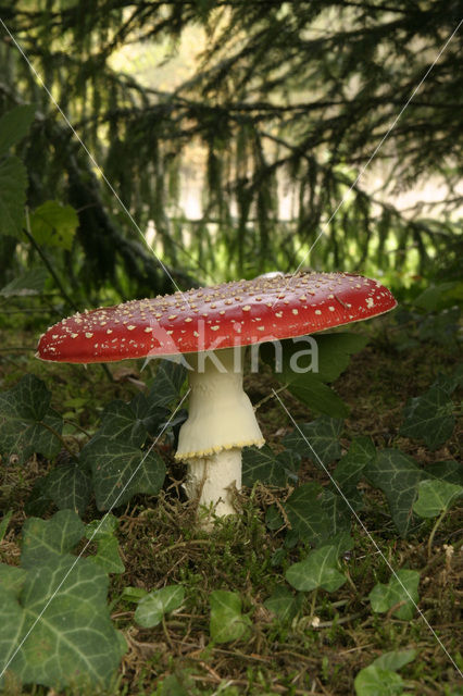 Fly agaric (Amanita muscaria)