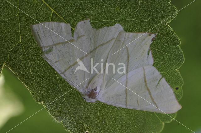 Vliervlinder (Ourapteryx sambucaria)