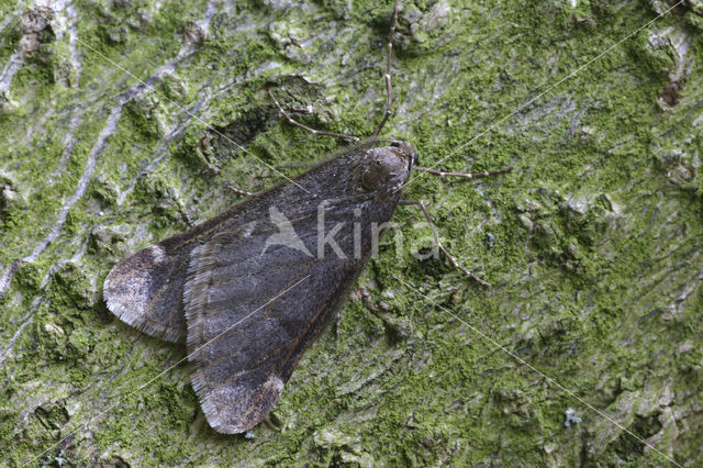 Voorjaarsboomspanner (Alsophila aescularia)