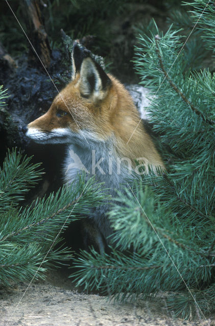 Vos (Vulpes vulpes)