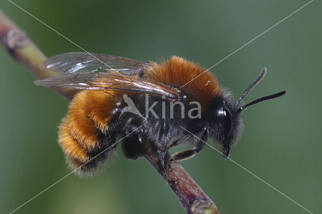 Tawny Mining Bee (Andrena fulva)