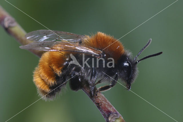 Vosje (Andrena fulva)