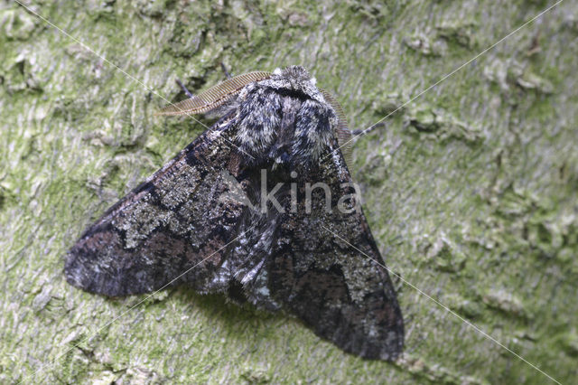 Vroege spanner (Biston strataria)