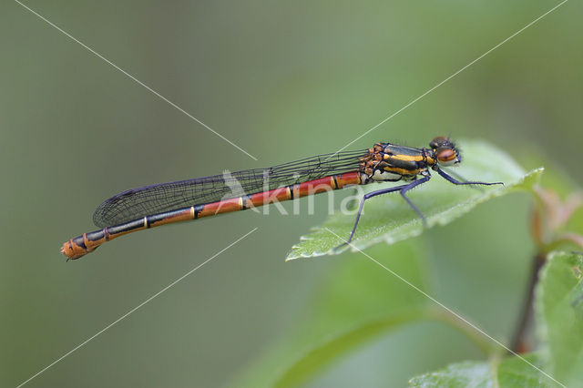 Vuurjuffer (Pyrrhosoma nymphula)