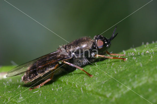 Black colonel soldier fly (Odontomyia tigrina)