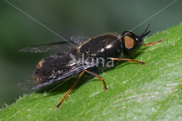 Black colonel soldier fly (Odontomyia tigrina)