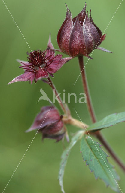 Marsh Cinquefoil (Potentilla palustris)