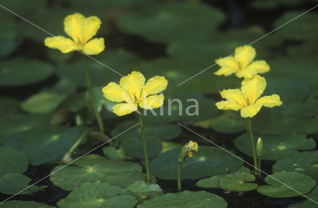 Fringed Waterlily (Nymphoides peltata)