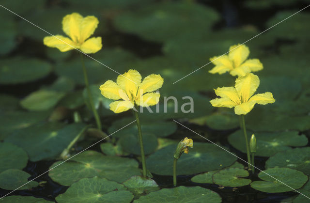 Watergentiaan (Nymphoides peltata)