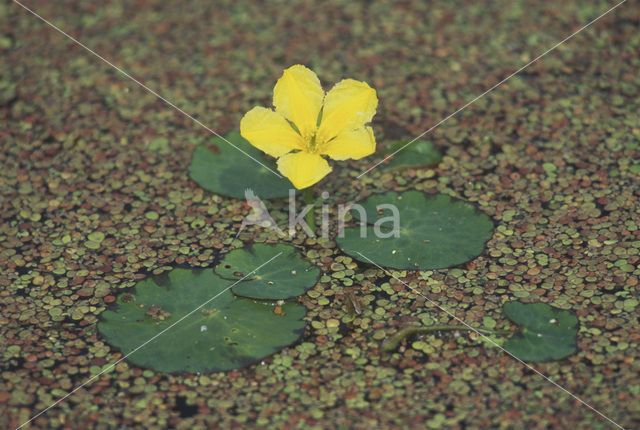 Watergentiaan (Nymphoides peltata)