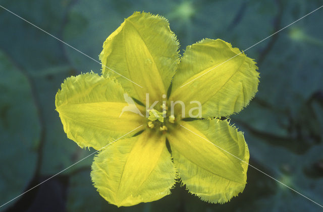 Watergentiaan (Nymphoides peltata)