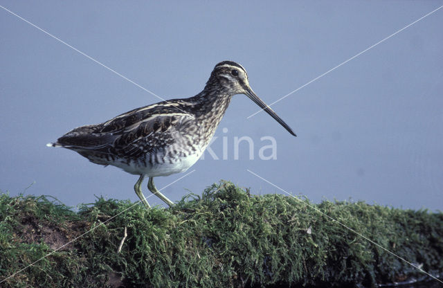 Watersnip (Gallinago gallinago)