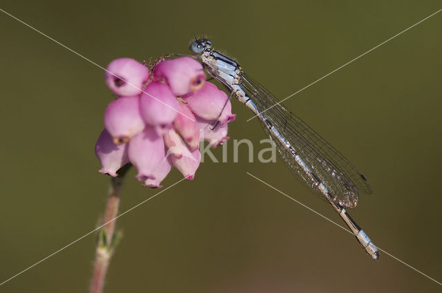 Common Blue Damselfly (Enallagma cyathigerum)