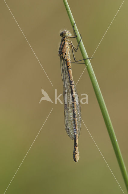 Common Blue Damselfly (Enallagma cyathigerum)