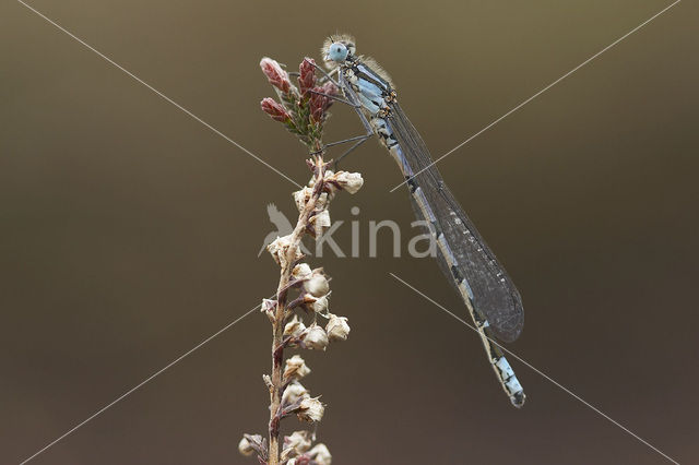 Common Blue Damselfly (Enallagma cyathigerum)