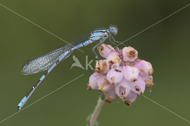Common Blue Damselfly (Enallagma cyathigerum)