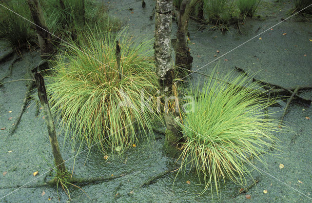 Waterveenmos (Sphagnum cuspidatum)