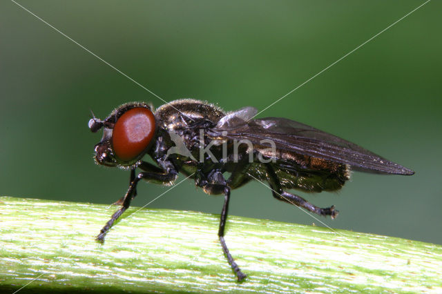 Melanogaster hirtella