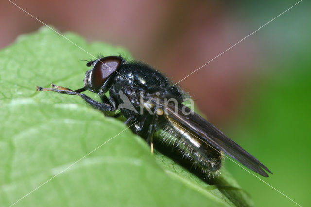 Hoverfly (Cheilosia albitarsis)