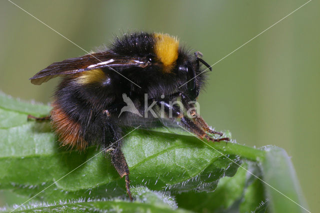 Weidehommel (Bombus pratorum)