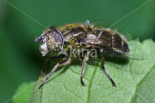 Eristalinus sepulchralis