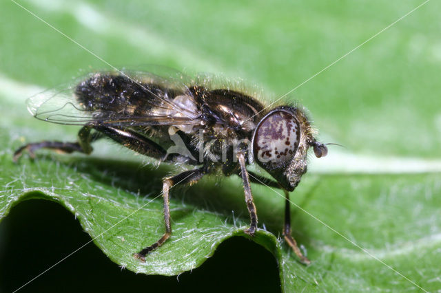 Eristalinus sepulchralis