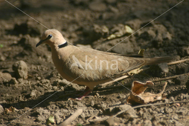 Vinaceous Dove (Streptopelia vinacea)