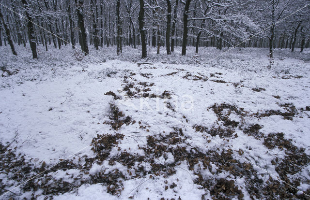 Wild Boar (Sus scrofa)